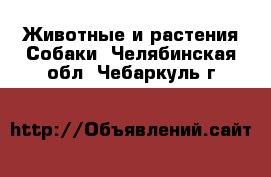 Животные и растения Собаки. Челябинская обл.,Чебаркуль г.